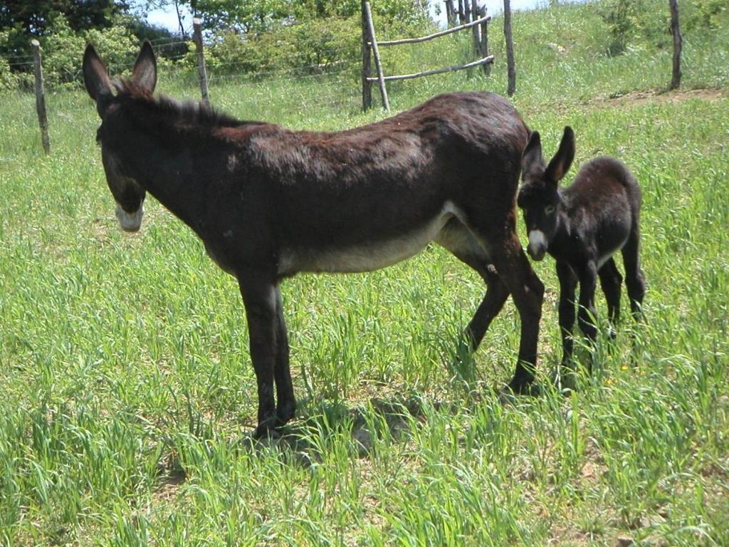 La Tavola Dei Cavalieri Villa Santa Maria Lignano Esterno foto